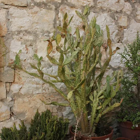 Seaside House - 8902 別荘 ヴィス